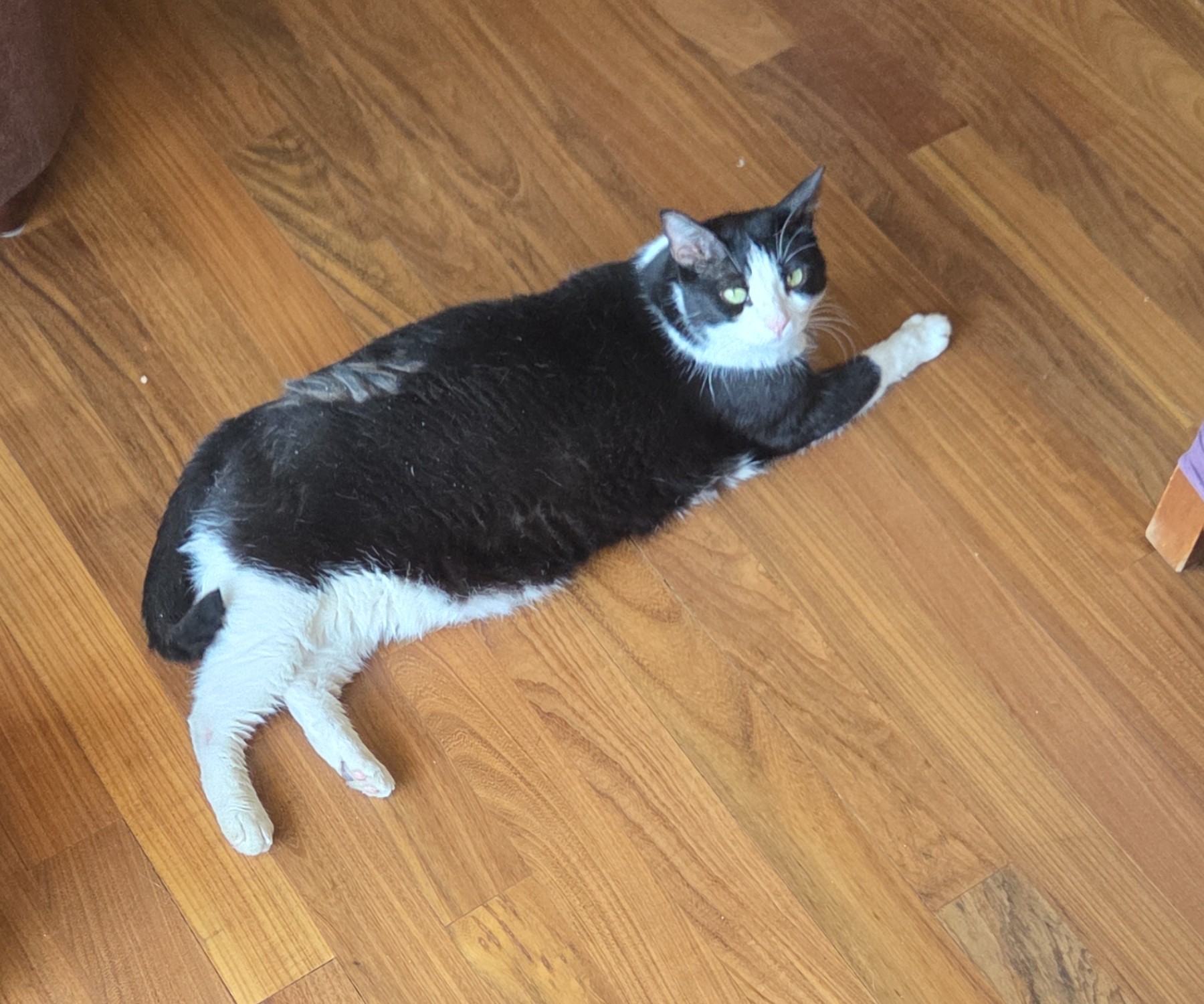 Cat!